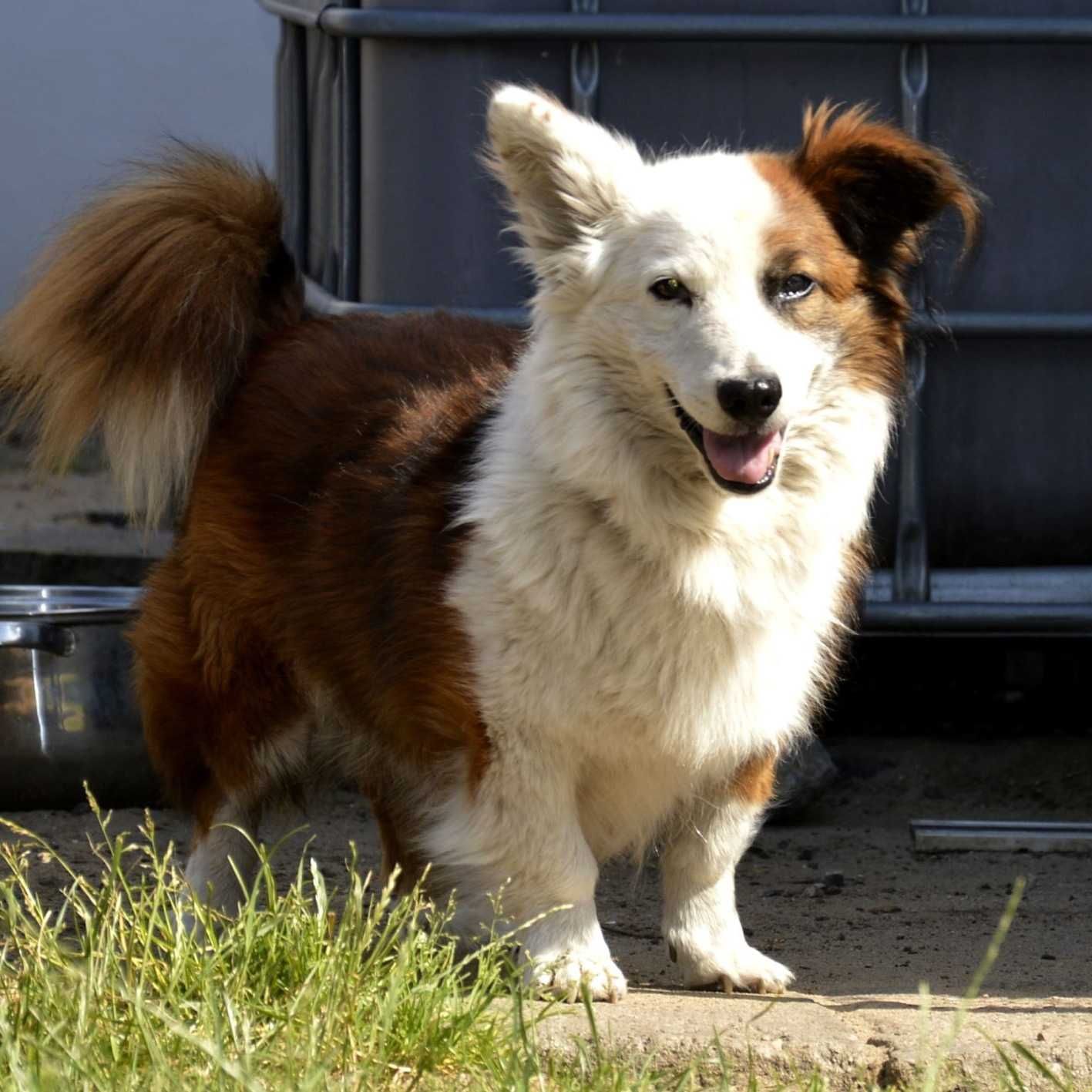 Flapi - starszy pies w typie Corgi szuka domu