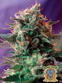 Nasiona marihuany 5+2 Jack 47 F1 Fast Version / Sweet Seeds