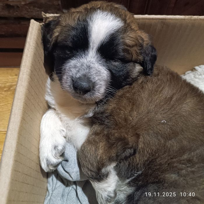 Отдам бесплатно щенка, девочка 2 месяца