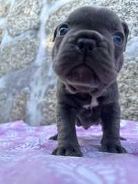 Bulldog Francês Blue - Macho