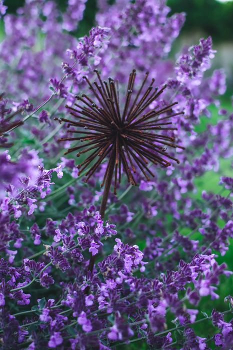 Czosnek ozdobny kwiat ze stali dmuchawiec