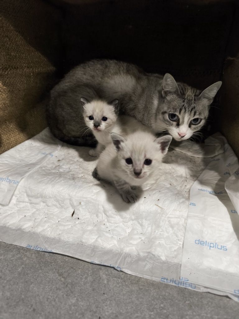 Gatinhas para adoção