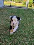 Border Collie piesek z rodowodem
