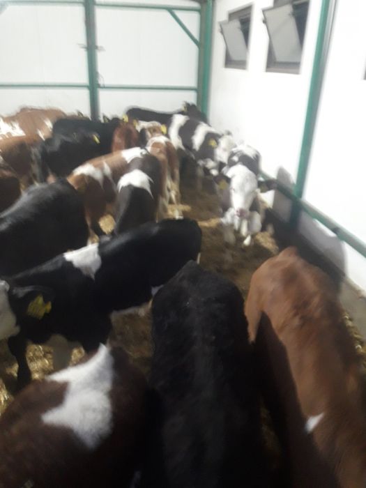 Cielaki Piotrków kuj byczki jałówki krajowe