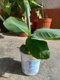 Банан кімнатна рослина
