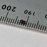Skakun phidippus regius (bahamas) l2/l3- 5 szt