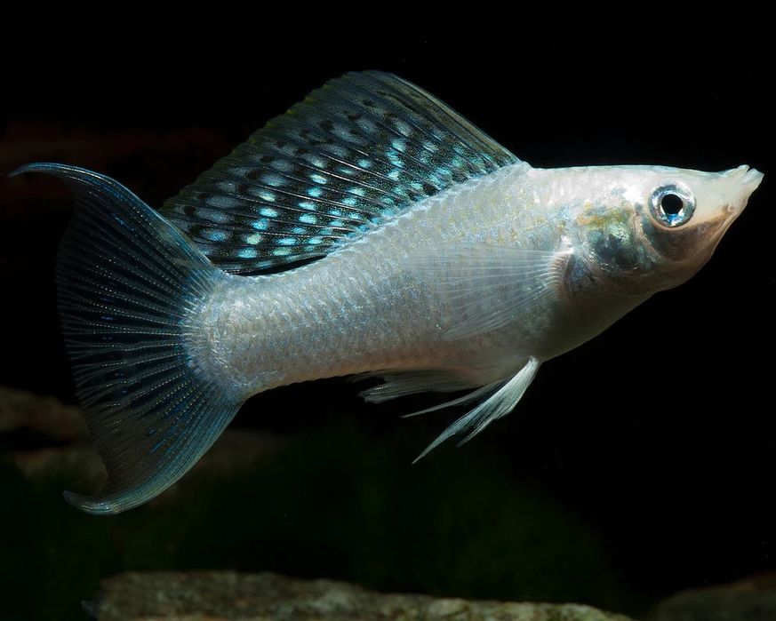 Mollys , espadas  adultos 1,50€ cada