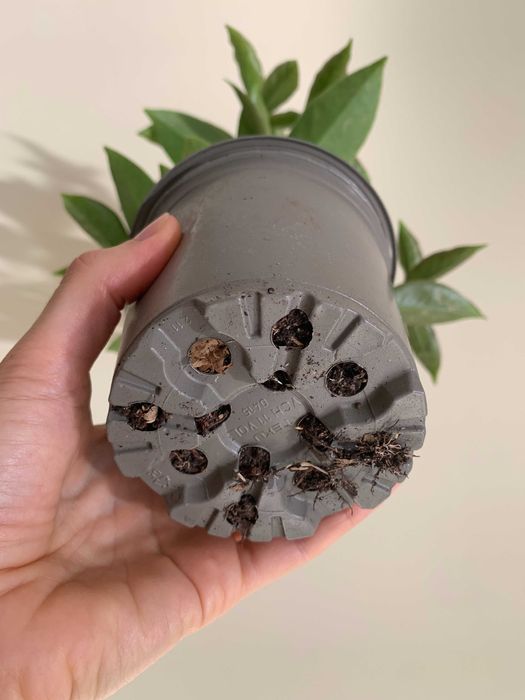 Muda de  ora-pro-nóbis em vaso - Pereskia aculeata