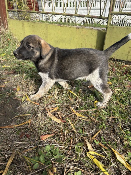 Цуценя Клер прилаштовується і добрі руки