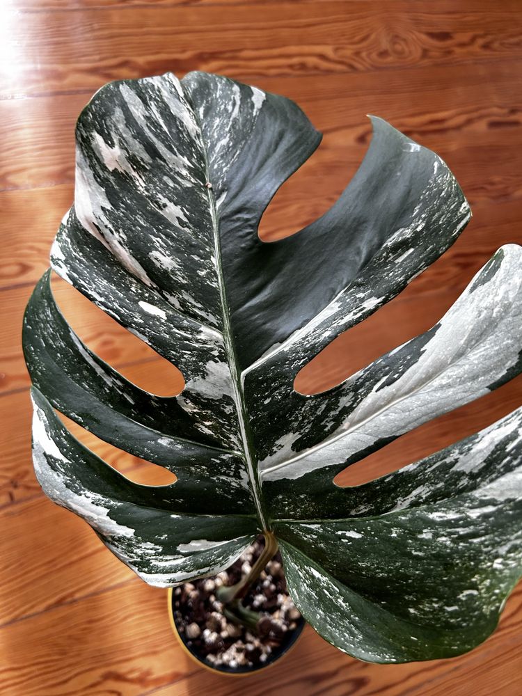 Monstera Albo variegata