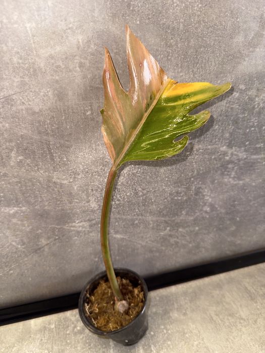 Філодендрон Caramel Marble Pink