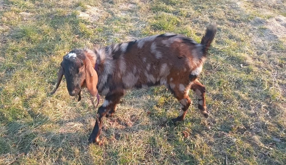 Kozioł anglonubijski