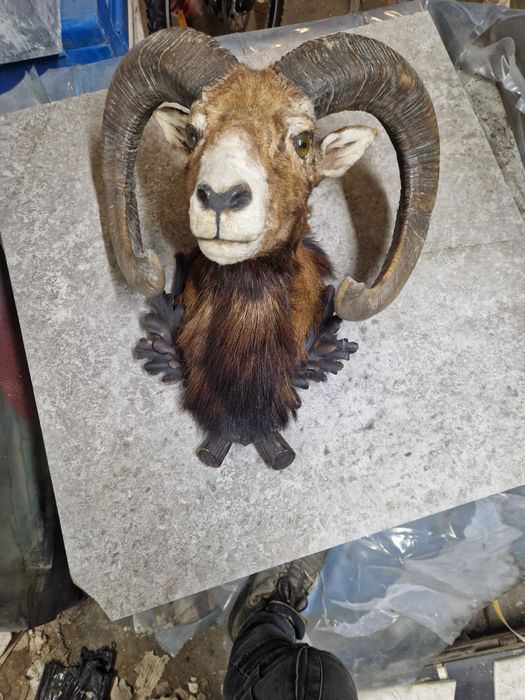 Muflon medalion ,poroże