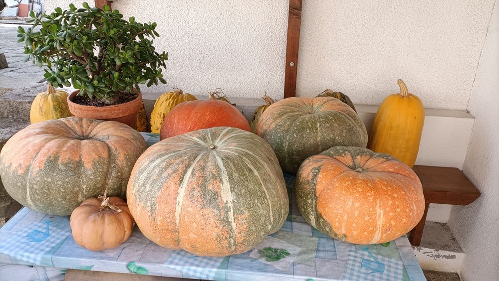 Abóboras e calondros para venda