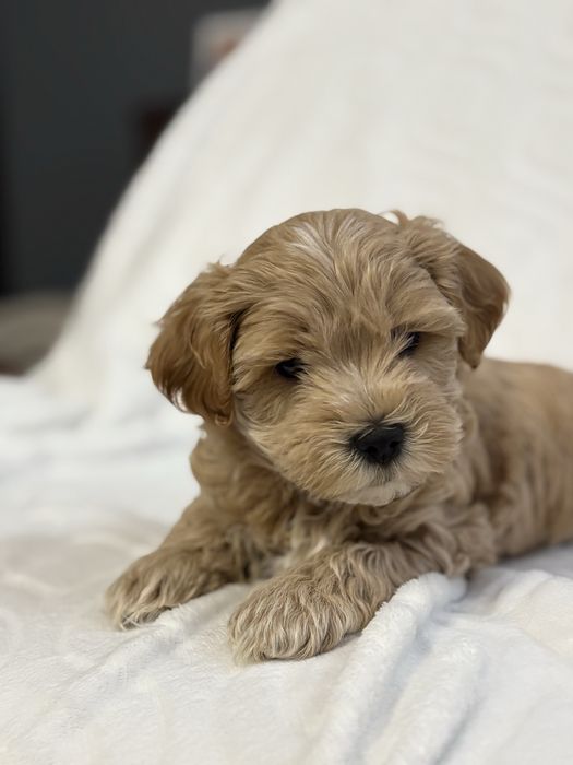 Maltipoo chlopiec- do odbioru