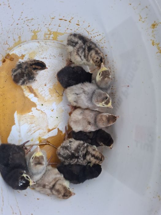 Młode indyczki 11 sztuk