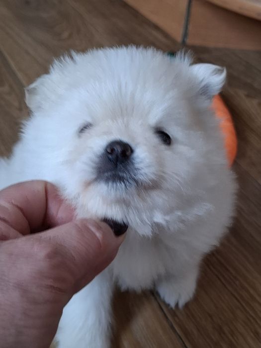 Продам померанского шпица