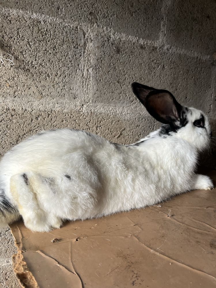 Vendo coelhos com sangue borboleta