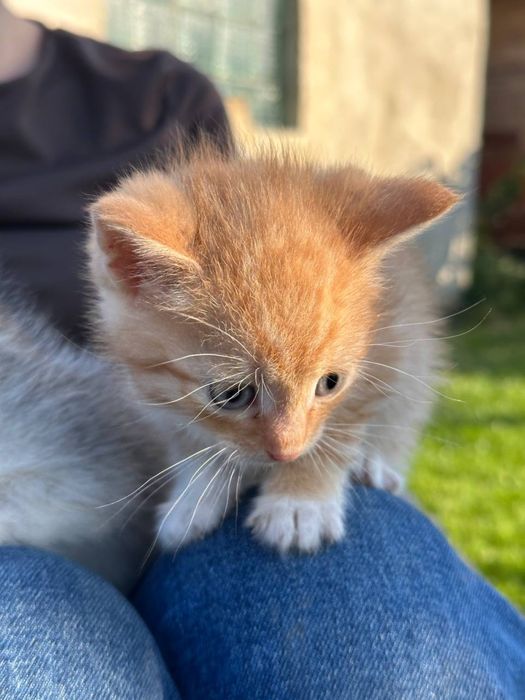 Відам у добрі руки котиків