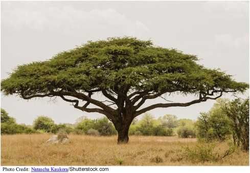 Sementes Vachellia Tortilis