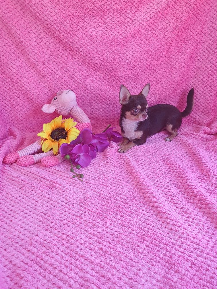 Chihuahua miniatura maravilhosa