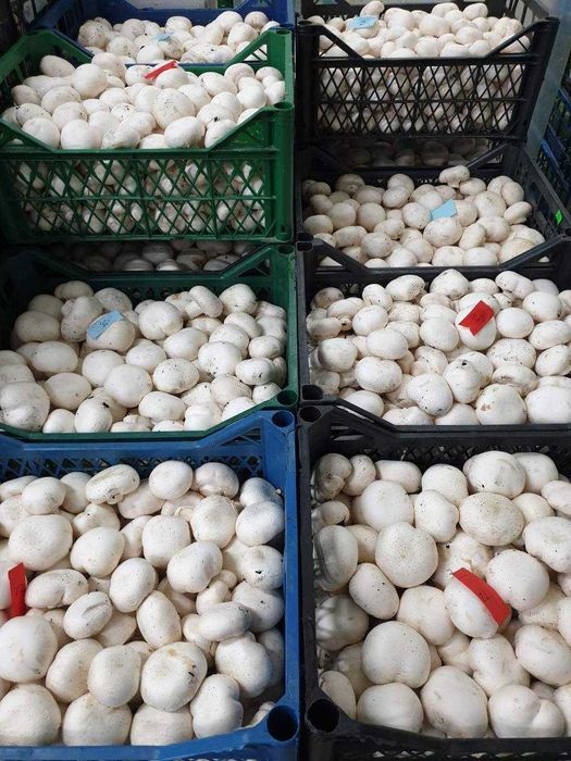 Гриби шампіньйони (печериці): 1,2 сорт, відкритий гриб / тільки ОПТ