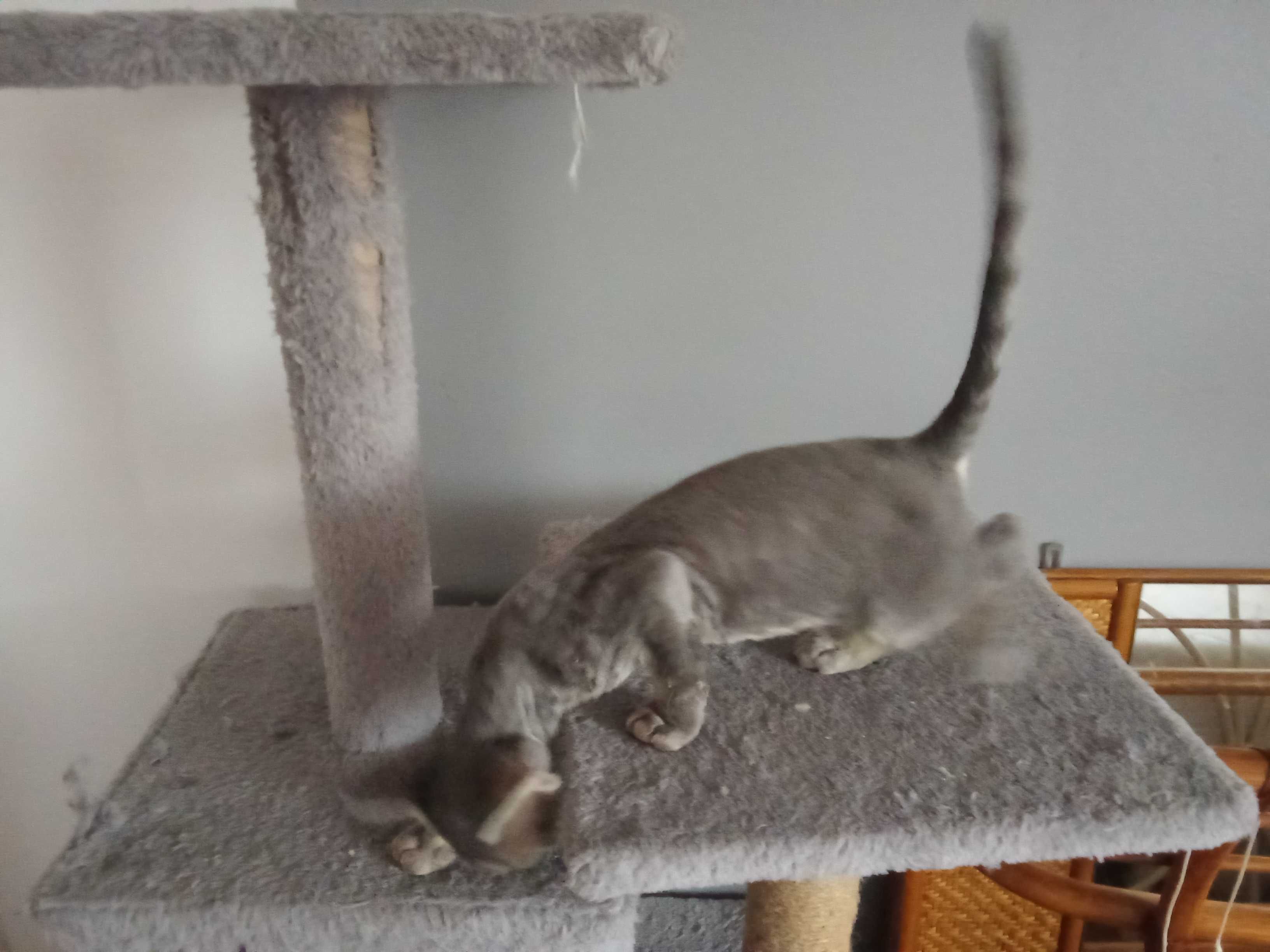 Piękny Kocurek Devon Rex "Bouli"