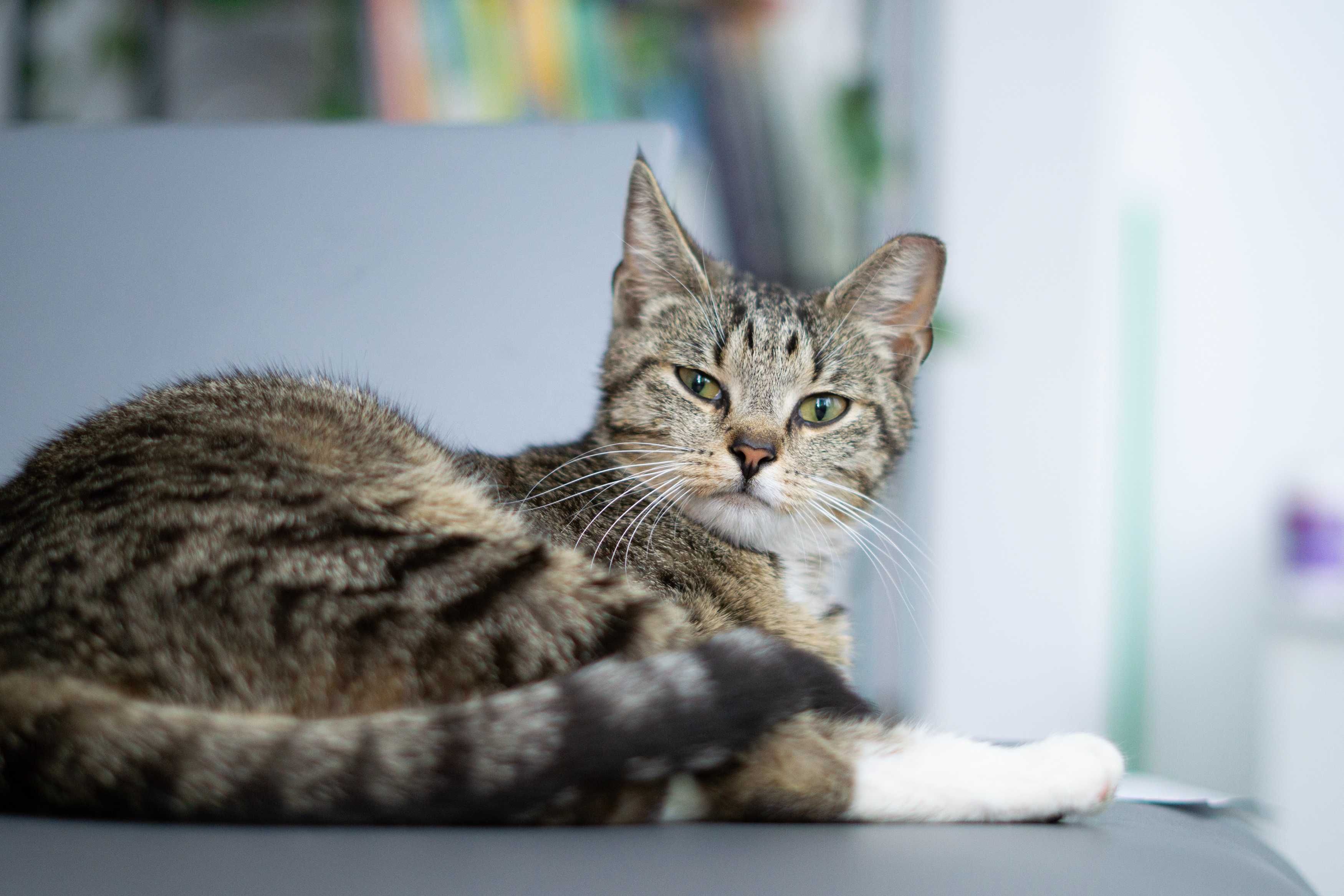 Dzidzia Pi - kotka do adopcji