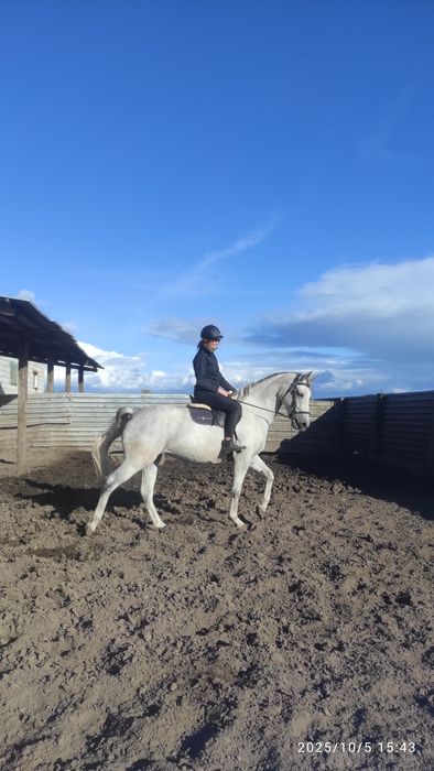 Klacz Siwa, 6 lat, 167 cm – Wszechstronna