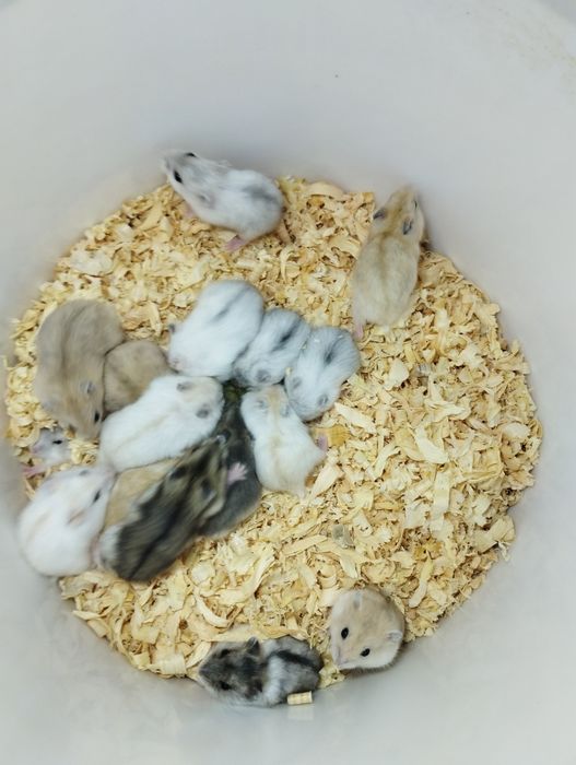 гризун хом'як м'який жадана тваринка