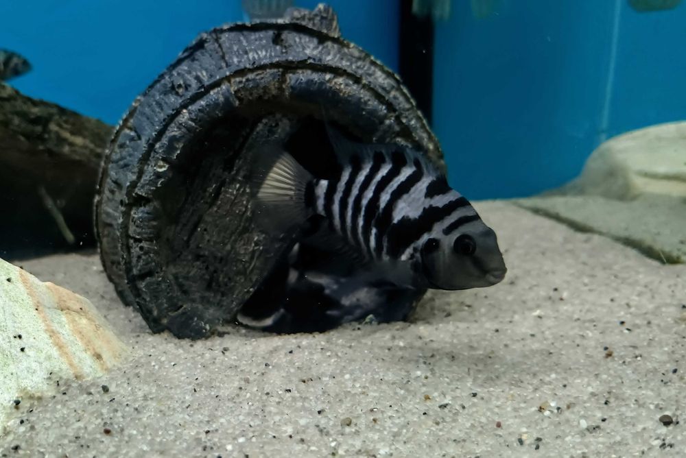 Pielęgnica zebra, cała obsada ok.16szt.