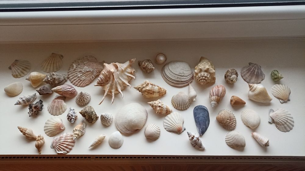 Muszle ozdoby akwarium