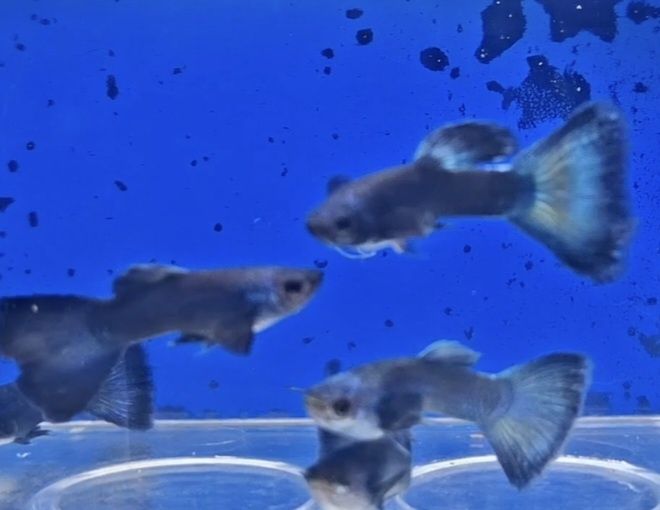 Guppy Blue Moscovo