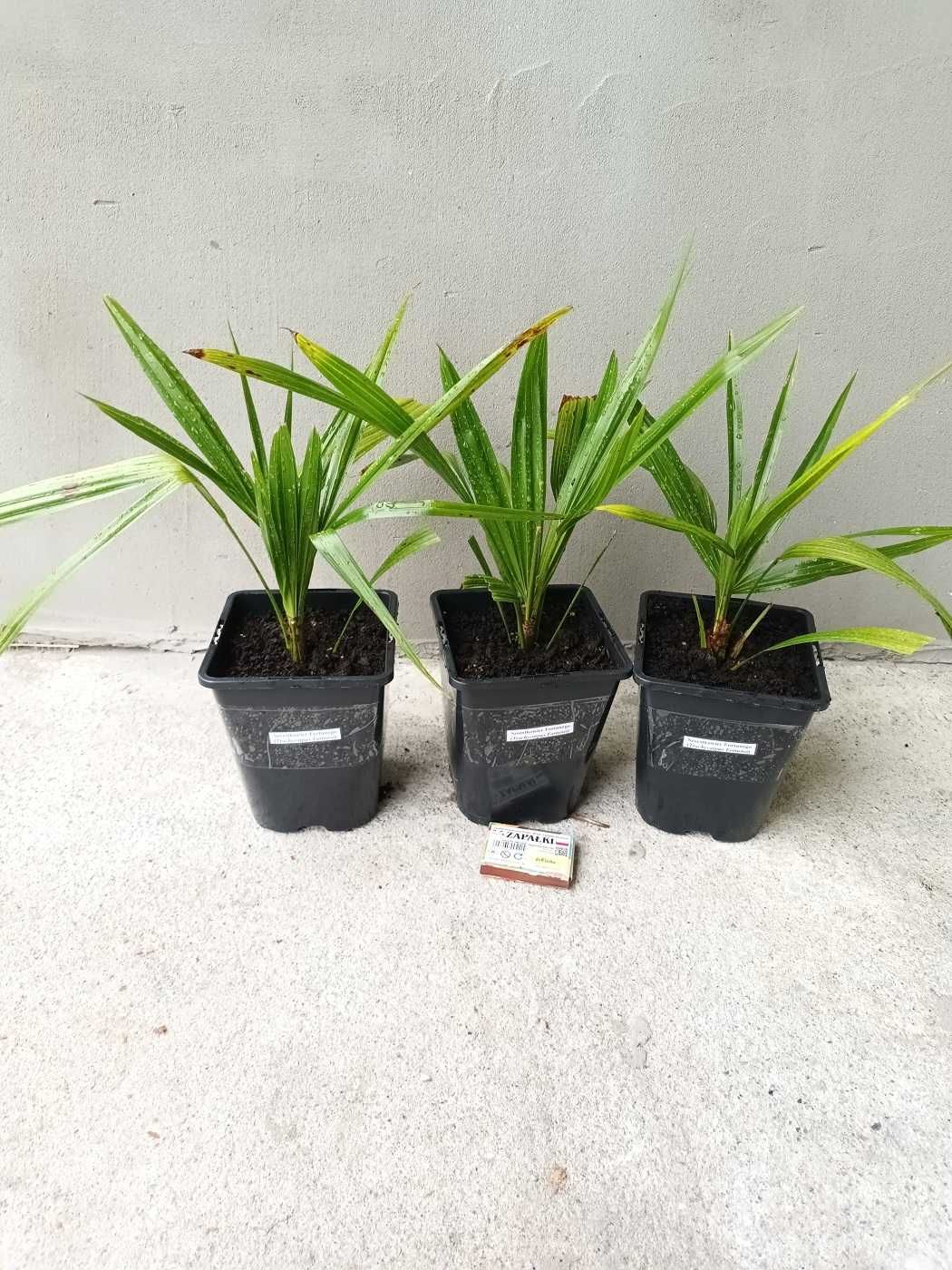 Palma mrozoodporna- Trachycarpus Fortunei+GRATIS!