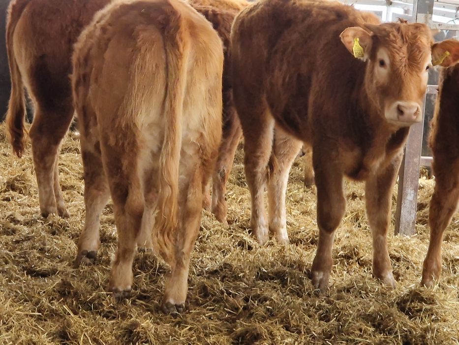 Sprzedam cielaki I odsadki