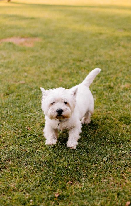 Petsitter Dogsitter Catsitter - Profesjonalna opieka nad Kotem Psem