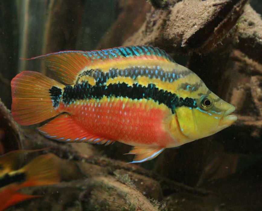 GB Pielęgnica Salvini, Pielęgnica Diamentowa - dowóz ryb!