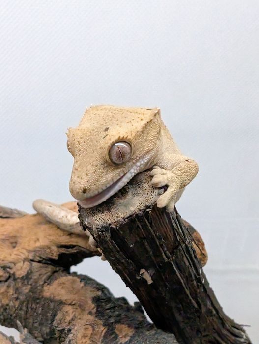 Gekon orzęsiony nsex