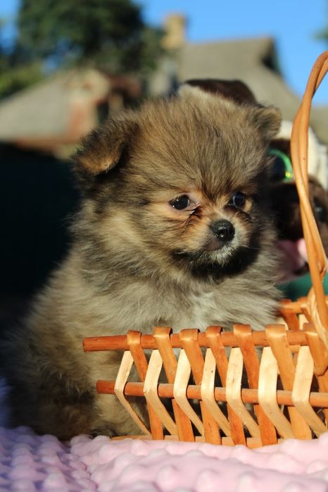 Милі міні дівчатка