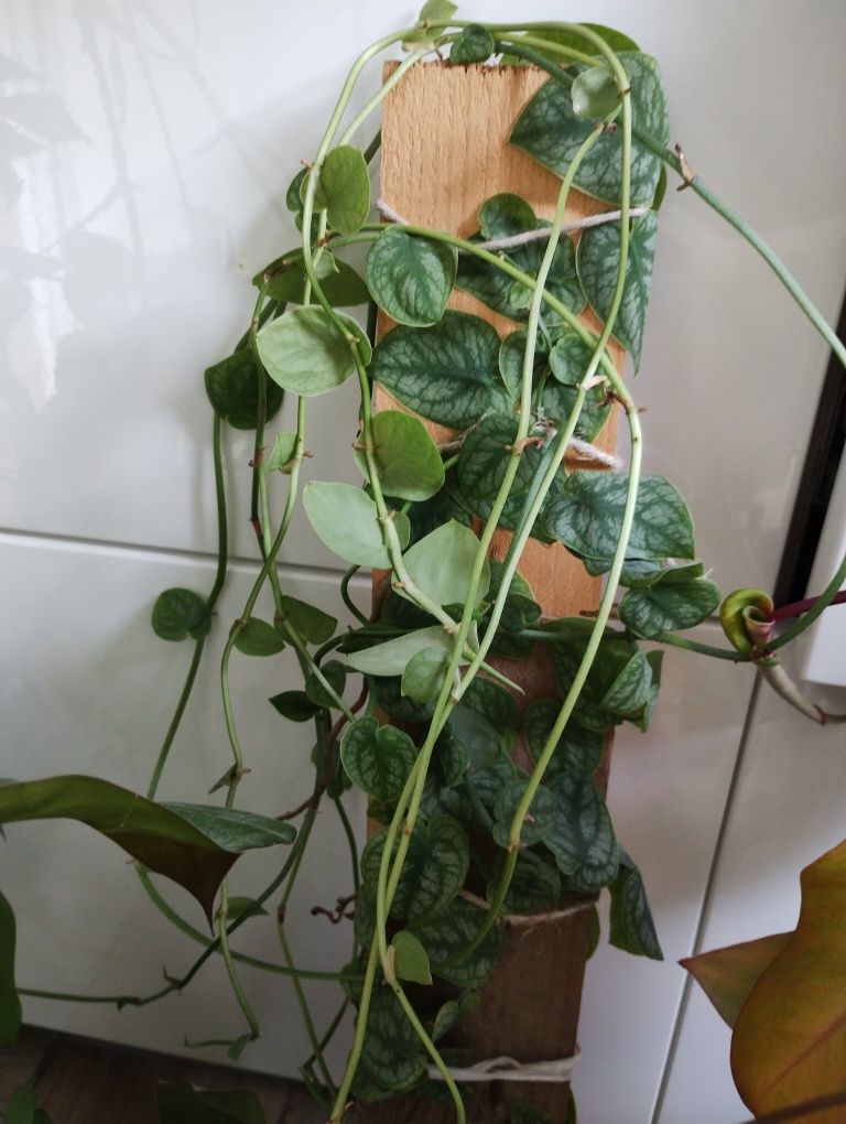 Zestaw roślin/philodendron/monstera/rhaphidophora