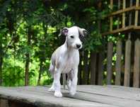 chart angielski whippet - piesek rodowód ZkwP