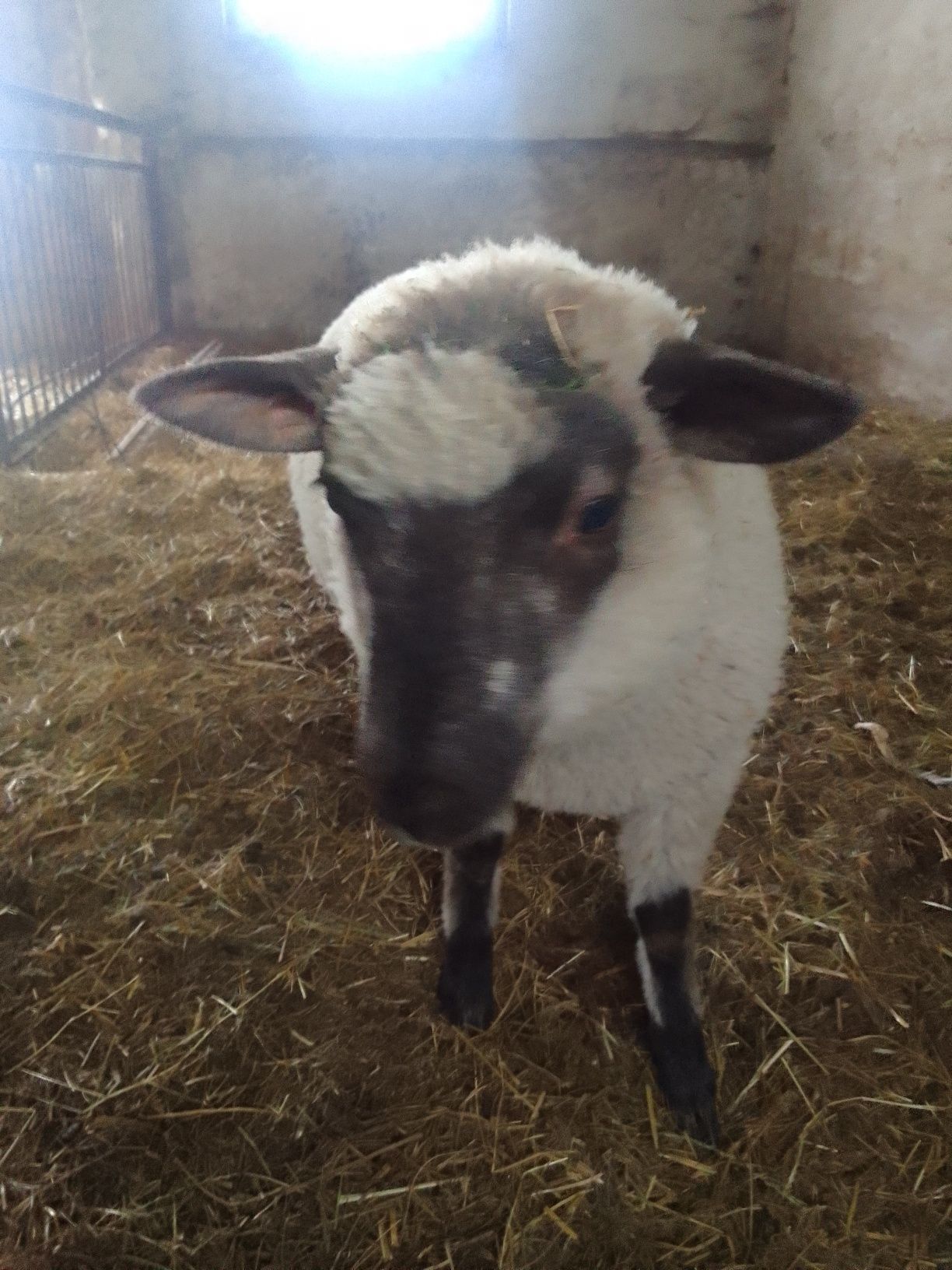 Baranek Shaun tryk