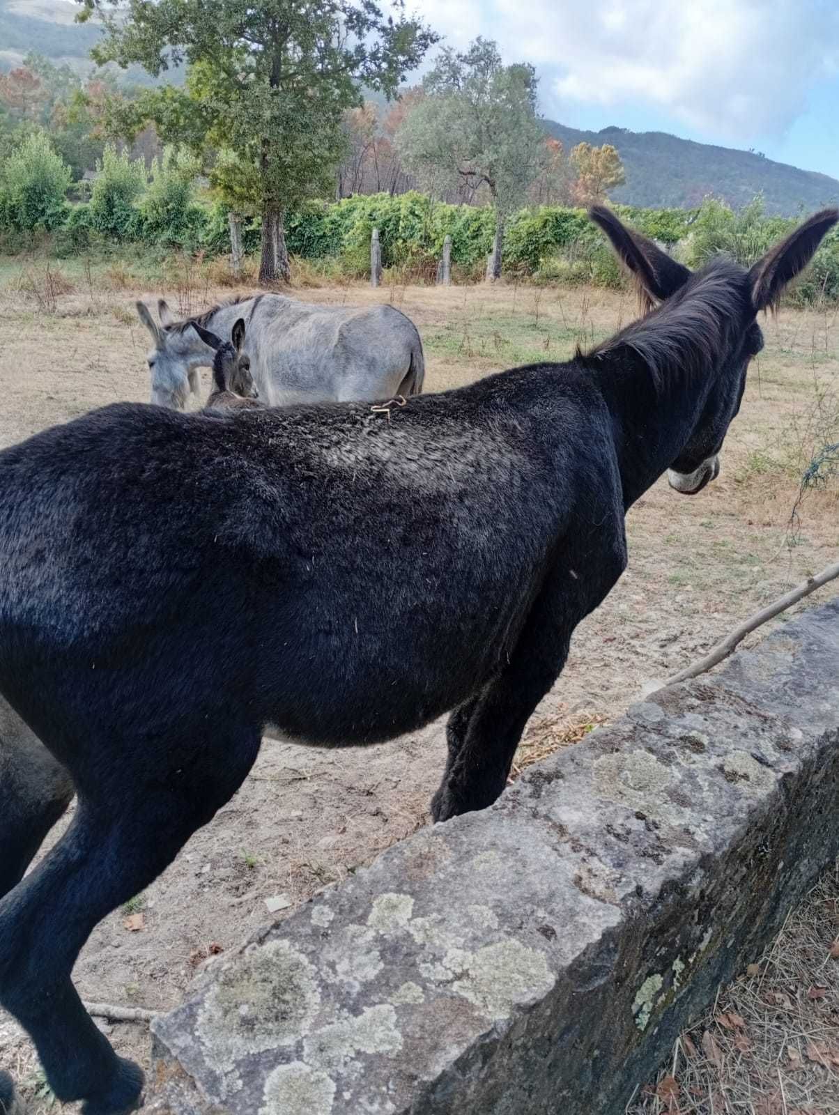 Burro Mirandês com livro azul