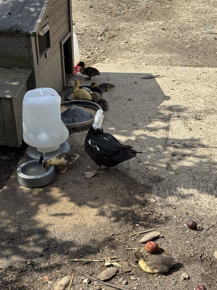 Patinhos com 2 semanas