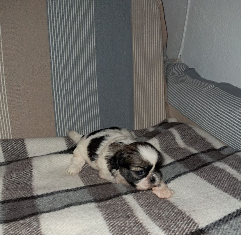 Shih-tzu macho top