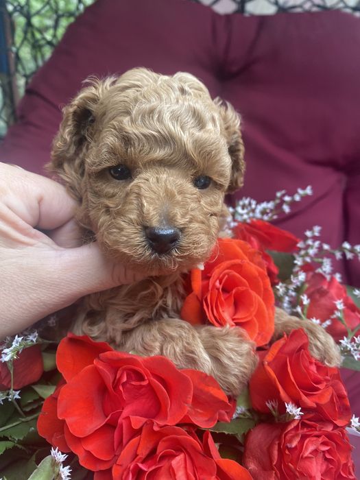 Маленький хлопчик