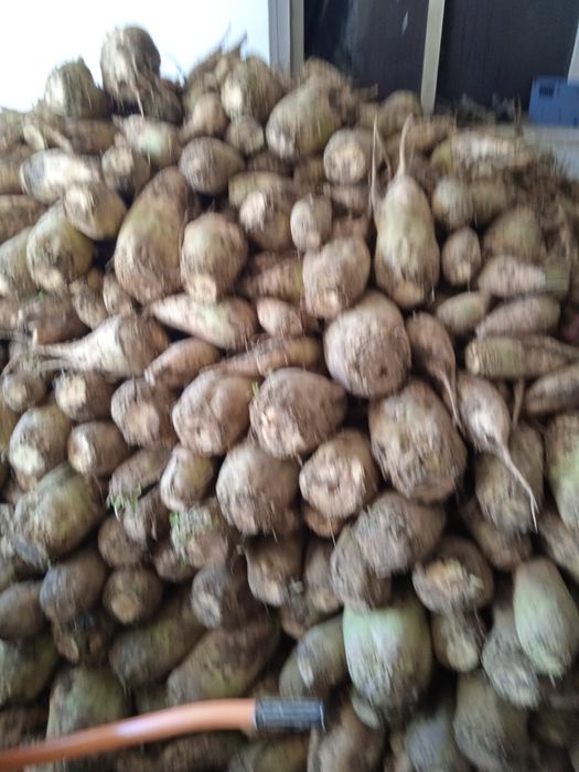 Продам кормовий буряк