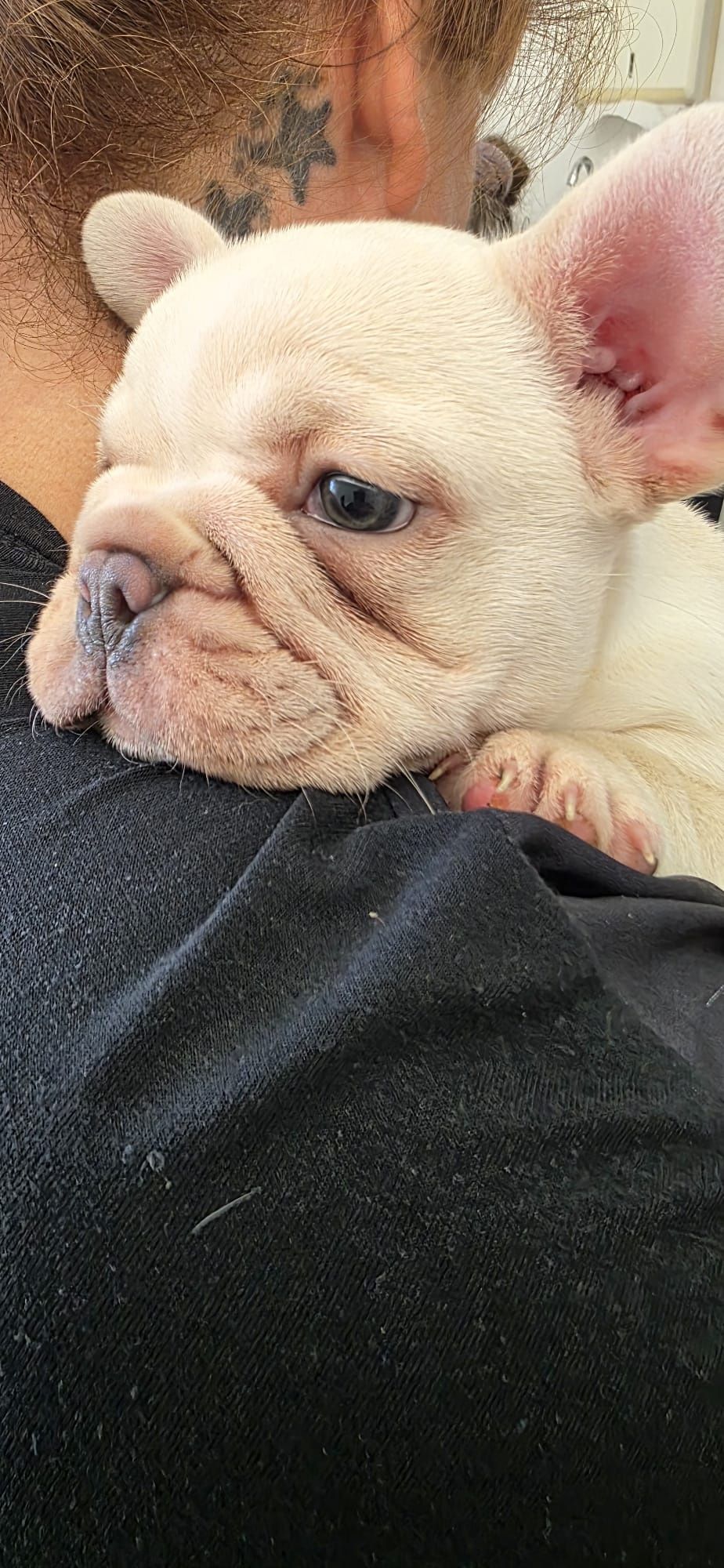 Bulldog francês fêmea platinium
