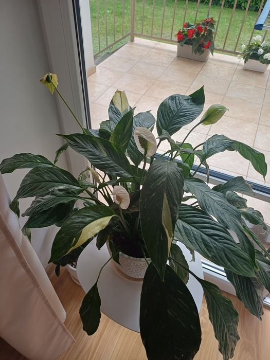 spatifilum variegata