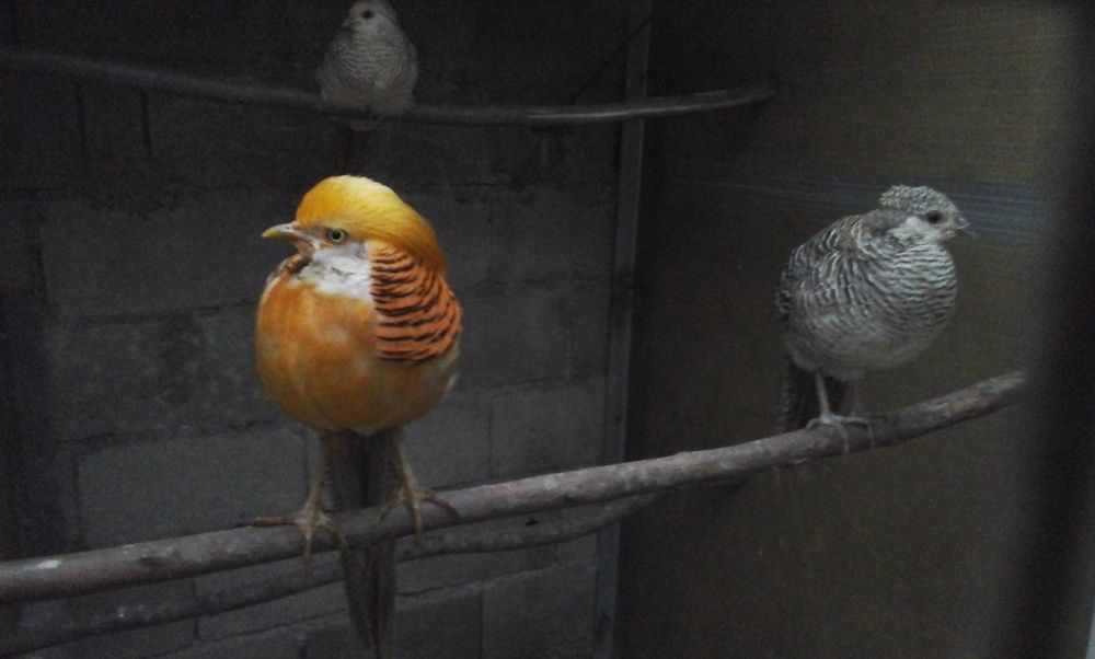 Venda de casais de Garnisos, Faisões Patos Carolinos .